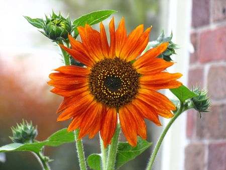 Flower In The Gardenの写真素材