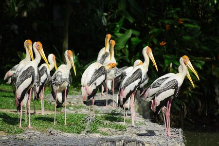 Yellow Stork Birdの写真素材