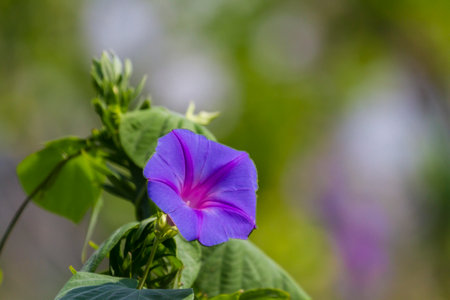 Daytime face blooming in the fieldの写真素材