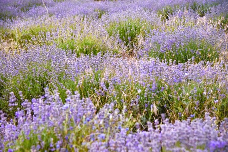 Lavender flowers in the field in the morning at dawn in summer in Bulgaria sunshineの写真素材