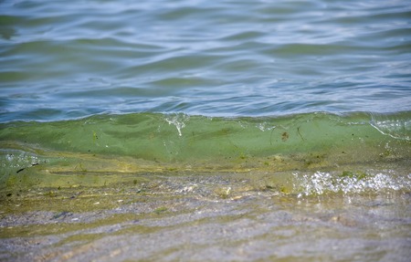 Coastal sea water and algae blue green bright gentle tenderの写真素材