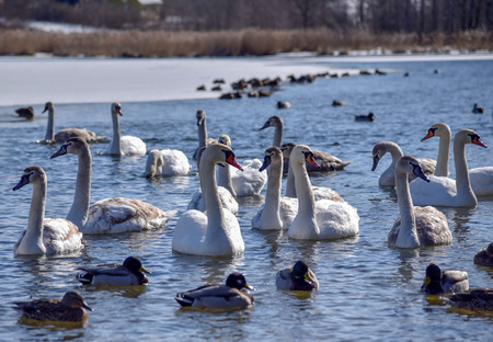 White Swan close-up and a flock of swans behind him on the lake on quiet water winyerの写真素材