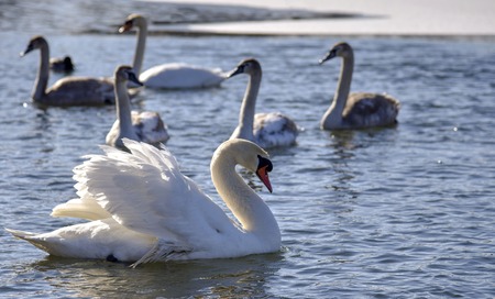 White Swan close-up and a flock of swans behind him on the lake on quiet water winyerの写真素材