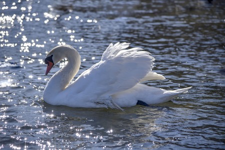White Swan close-up on a lake on quiet water winterの写真素材