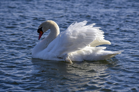 White Swan close-up on a lake on quiet water winterの写真素材