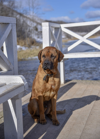 Big cute sad brown dog on the shore near the white shop sun, contrast, brightの写真素材