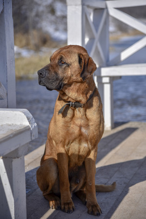 Big cute sad brown dog on the shore near the white shop sun, contrast, brightの写真素材