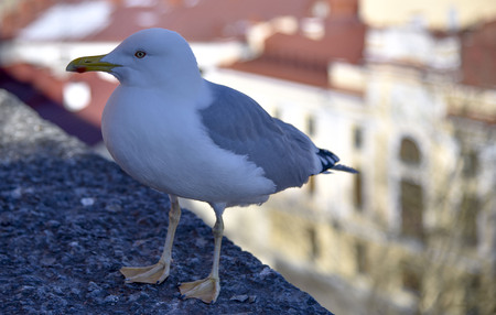 Gray white Seagull on the background of red roofs of the city shaddowの写真素材
