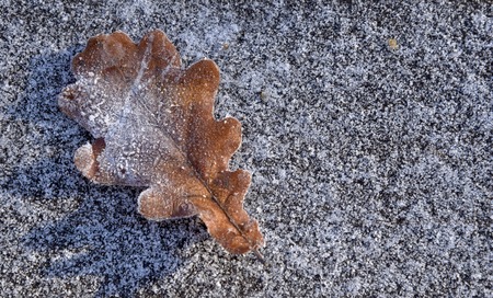 Frost on the brown oak leaf that lies on the gray frozen ground frozenの写真素材