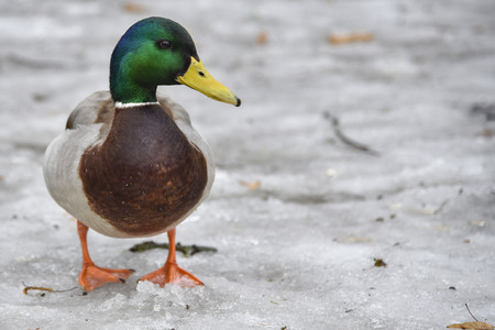 Duck Drake bright walks on melting snow in early spring colored macro place for writing isolated, river, iceの写真素材