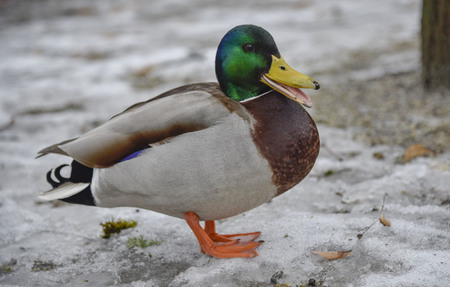 Duck Drake bright walks on melting snow in early spring colored macro place for writing isolated, river, iceの写真素材