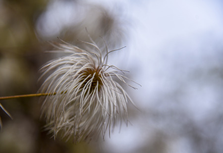 Clematis white autumn against nature macroの写真素材