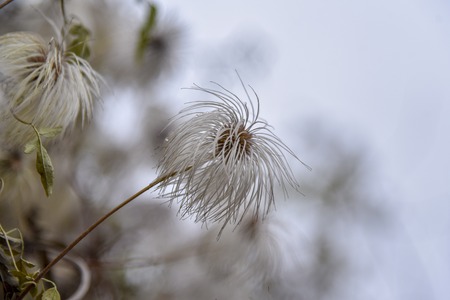 Clematis white autumn against nature macroの写真素材