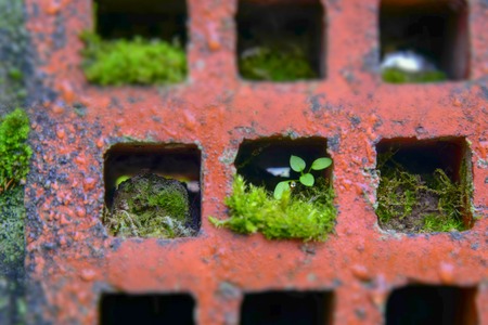 Moss grass sprouts in brick in spring detail, design, stoneの写真素材