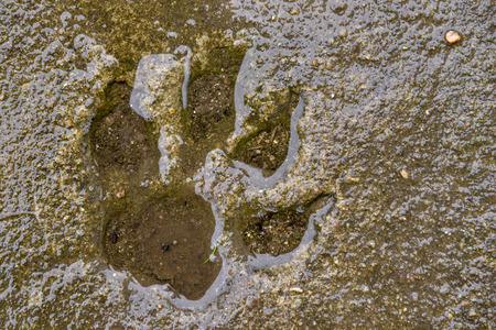 Dog track in a puddleの写真素材