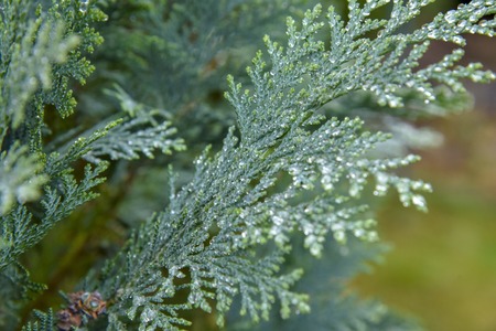 Fern in nature with water drops on leaves in spring conifer, natural, backgroundsの写真素材