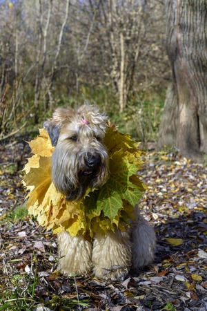 Dog in autumn leaves Irish wheat Terrier on the path in the Park happyの写真素材