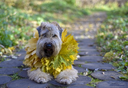 Dog in autumn leaves Irish wheat Terrier on the path in the Park happyの写真素材
