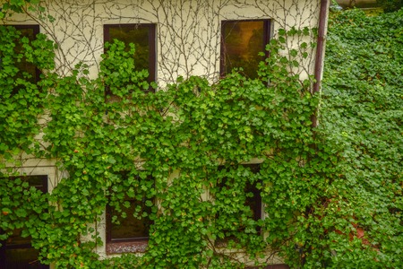 Green plantings of eels on the wall of a house in Krakow in summer greenの写真素材