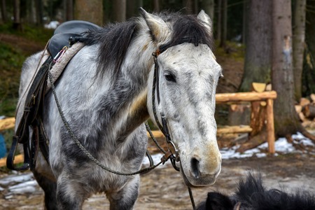 White horse in the winter under the saddle on the farm for a trip outdoorの写真素材