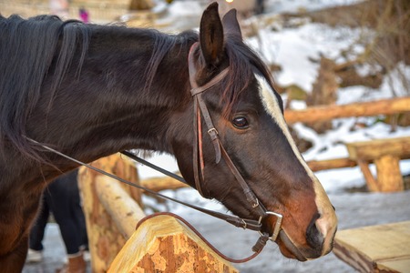 Broun horse in the winter under the saddle on the farm for a trip outdoorの写真素材