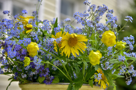 Forget-me-nots, daisies wild flowers close - up blue and yellowの写真素材