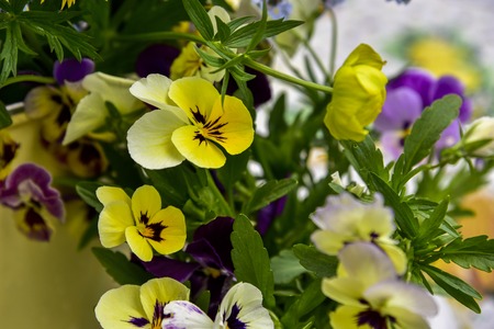 yellow and purple bright violet flowers close-up