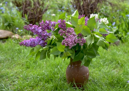Clay pitcher with lilac flowers in the meadowの写真素材