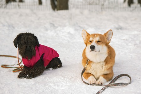 Two dogs: a Terrier and a Corgi in the winter during training lie on the snow. Winter vacationの写真素材