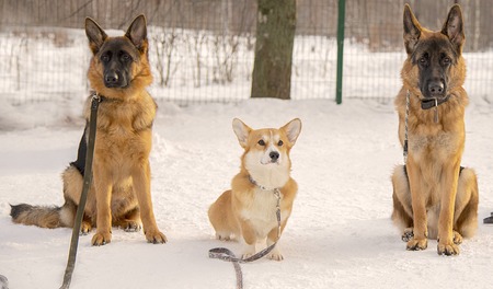 Three dogs sit on snow, two sheep-dogs and Welsh Corgi, during of special trainingの写真素材