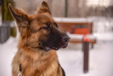 German shepherd sitting in the Park in winter. Portraitの写真素材