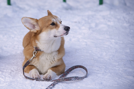 cute Welsh Corgi lies on the snow in winterの写真素材