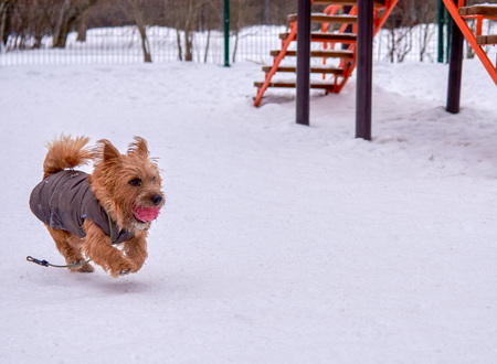 Norwich Terrier playing outside in the winter, empty spaceの写真素材