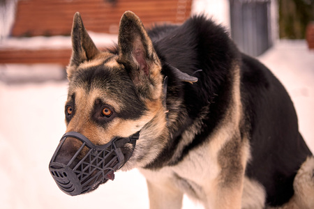 Shepherd in a muzzle on the street in winterの写真素材