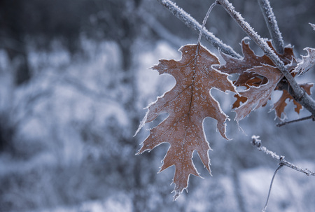 oak leaf on a branch in winterの写真素材