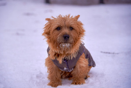 Norwich Terrier playing outside in the winter, empty spaceの写真素材