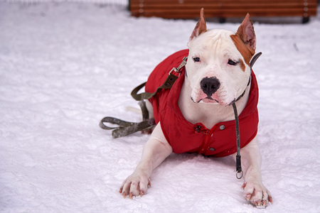Staffordshire Terrier lies on the snow on the street in winterの写真素材