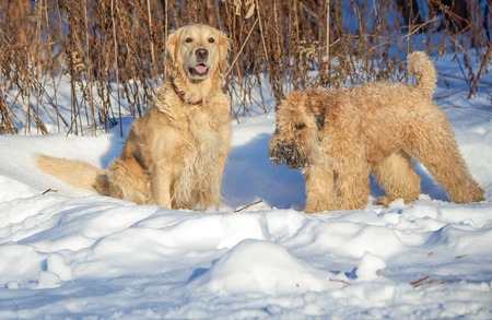 Retriever and Terrier play in the Park in winter on a Sunny day. White, yellowの写真素材