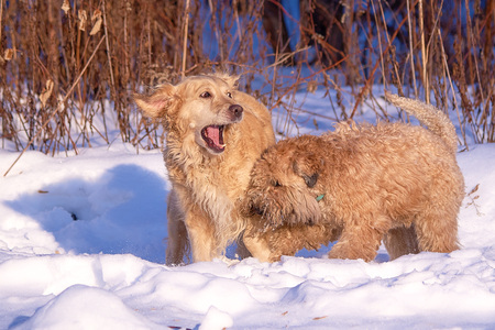 Retriever and Terrier play in the Park in winter onの写真素材