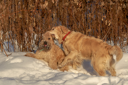 Retriever and Terrier play in the Park in winter on a Sunny day. Frendsの写真素材