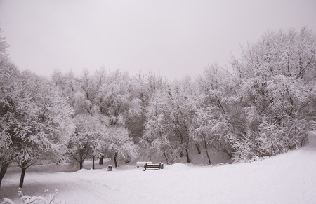 Empty shop in winter forest whiteの写真素材