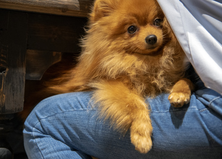Dog Spitz sitting on the lap of mistressの写真素材