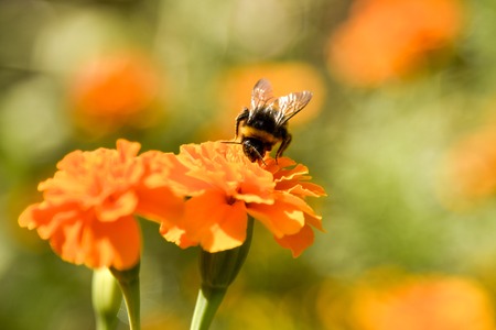 A furry bumblebee sits on a bright orange marigold flower and collects nectar.It is illuminated by...