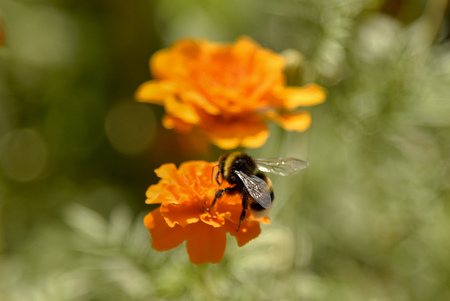A furry bumblebee sits on a bright orange marigold flower and collects nectar.It is illuminated by the sun.の写真素材