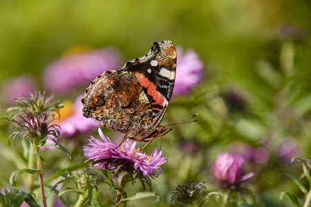 A beautiful butterfly sits on an Aster flower and basks in the summer sun.の写真素材