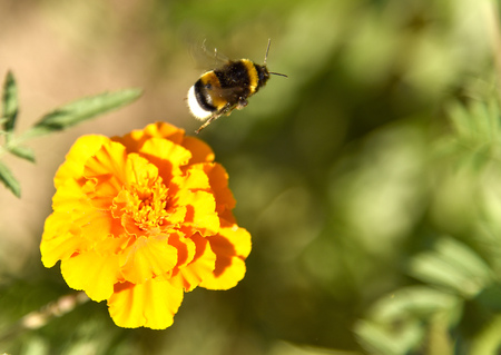The furry bumblebee flies away from the marigold flower in the distance under the summer sun.の写真素材
