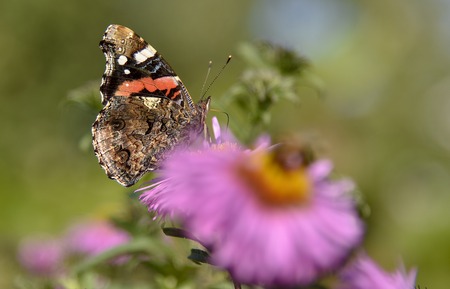 A beautiful butterfly sits on an Aster flower and basks in the summer sun.の写真素材