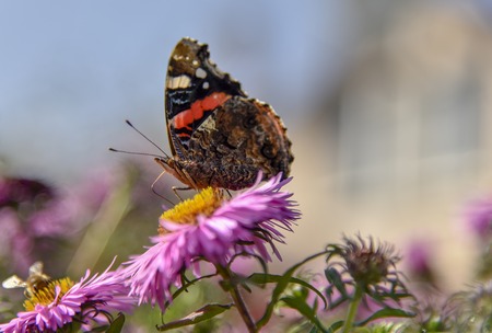 A beautiful butterfly sits on an Aster flower and basks in the summer sun.の写真素材