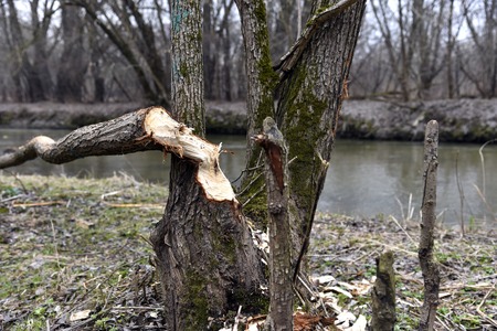 A broken Tree that was chewed by a beaver.The tree is in the Park, almost in the center of the cityの写真素材