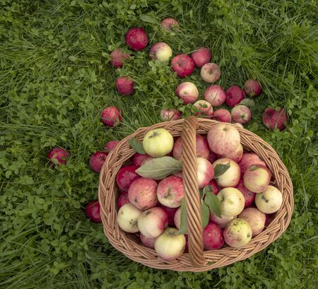 Basket of apples stands on the green grass bright, scattered around the apples.The view from the top.の写真素材